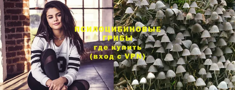 где найти   Эртиль  Псилоцибиновые грибы Psilocybe 